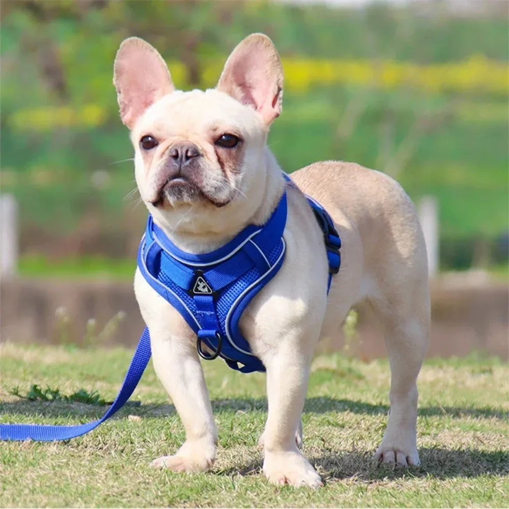 No Pull Dog Harness Leash
