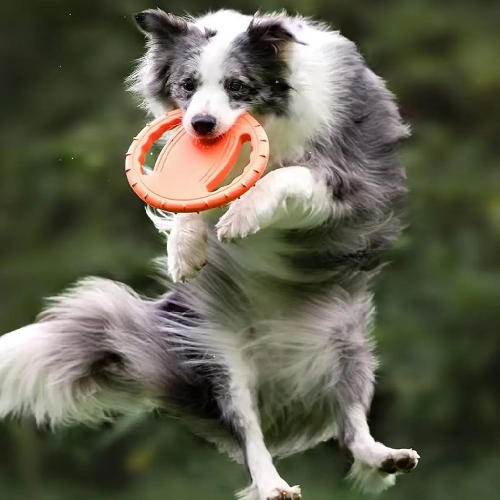 EVA Flying Disc Dog Training Toy
