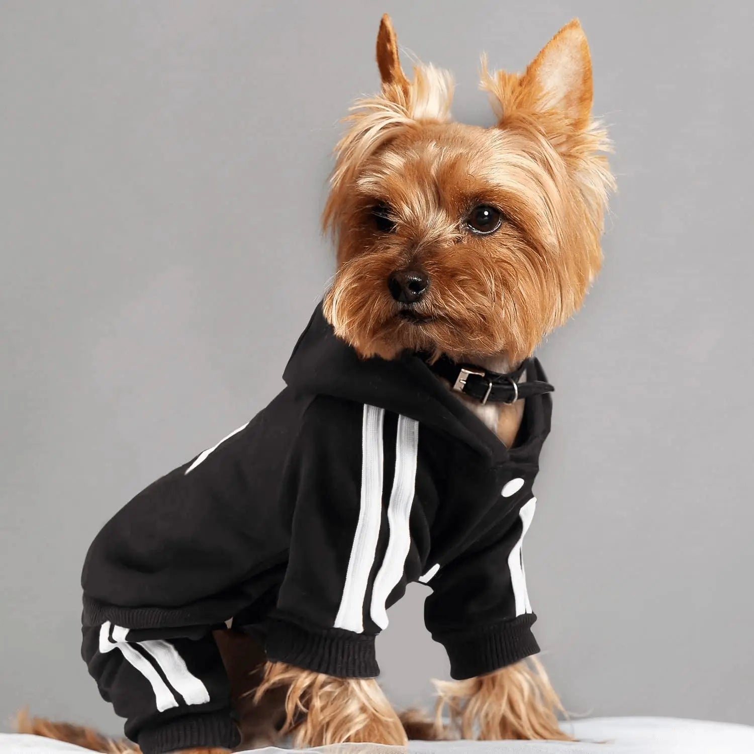 Dog Jumpsuit for Small Dogs