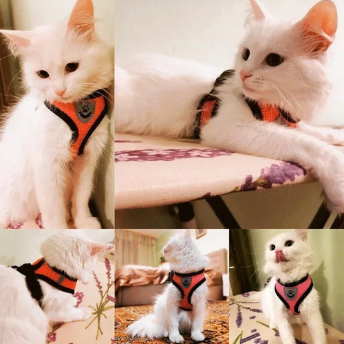 1pc-cat traction vest, walking leash, puppy dog collar