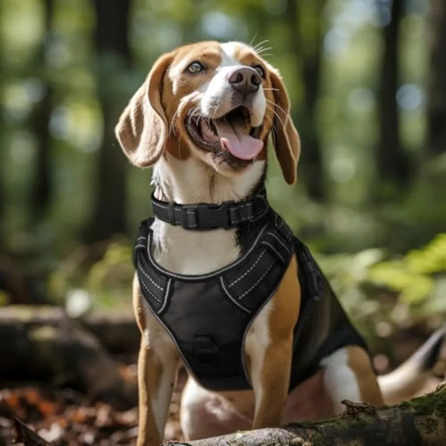 Reflective Dog Collar, Soft Neoprene Padded