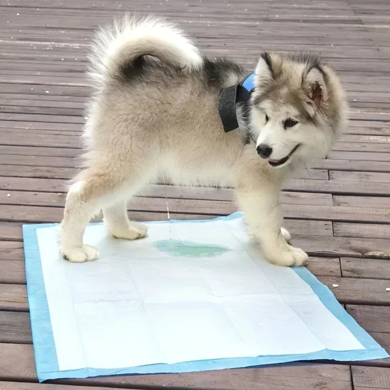 Disposable Dog Diapers & Training Pads